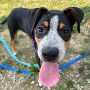 Rescue Mixed Breed Dogs for Adoption in Dover, New Hampshire - Thor | PetCurious