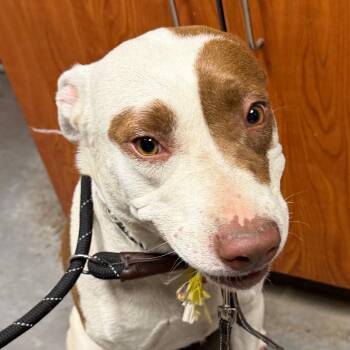 Nova -  Pit Bull Terrier Dog Available for Adoption in Yuma, Arizona - Nova | PetCurious