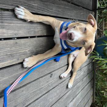 Ruffles -  Mixed Breed Dog for Adoption in Charleston, South Carolina - Ruffles | PetCurious