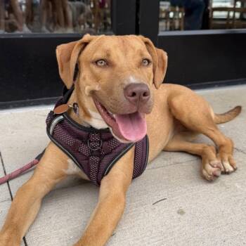 Shein -  Pit Bull Terrier and Labrador Retriever Dog for Adoption in Columbia, South Carolina - Shein | PetCurious