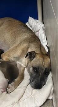 MAMAS -  Pit Bull Terrier and Mixed Breed Dog for Adoption in Stockton, California - MAMAS | PetCurious