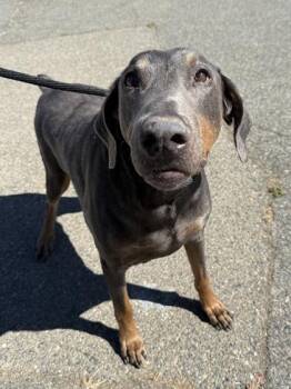 Kilo -  Doberman Pinscher and Mixed Breed Dog for Adoption in Roseville, California - Kilo | PetCurious