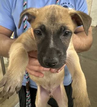 Rescue German Shepherd Dog and Mixed Breed Dogs for Adoption in Sedalia, Colorado - Rhodes | PetCurious