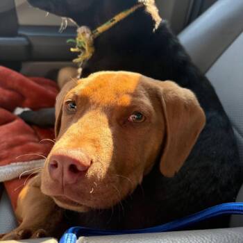 Mixed Breed Dogs Available for Adoption - Peanut Butter | PetCurious