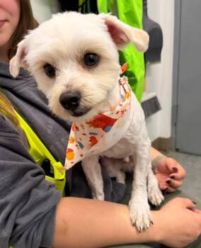 Ola -  Shih Tzu Dog for Adoption in Yellowknife, Northwest Territories - Ola | PetCurious