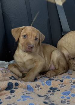 Simba -  Labrador Retriever Dog for Adoption in Conway, South Carolina - Simba | PetCurious