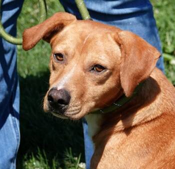 Rusty -  Dachshund and Labrador Retriever Dog for Adoption in Millfield, Ohio - Rusty | PetCurious