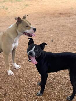 Pit Bull Terrier Dogs Available for Adoption in Austin, Texas - Kitty | PetCurious