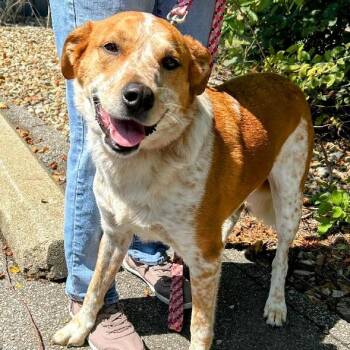 Rescue Australian Cattle Dog Blue Heeler Dogs for Adoption in Scottsburg, Indiana - SOPHIA | PetCurious