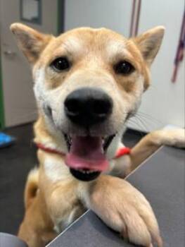 Mixed Breed Dogs Available for Adoption in Memphis, Tennessee - Mayweather | PetCurious