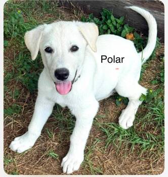 Polar cs -  Great Pyrenees Dog for Adoption in Columbia, Maryland - Polar Cs | PetCurious
