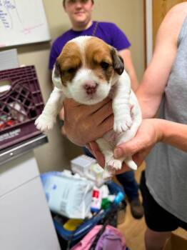 Grace -  Beagle and Bichon Frise Dog for Adoption in Pine Grove, Pennsylvania - Grace | PetCurious