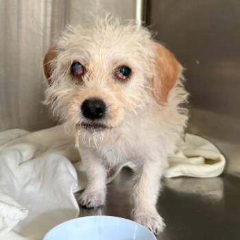 Kudro -  Terrier and Mixed Breed Dog for Adoption in Houston, Texas - Kudro | PetCurious