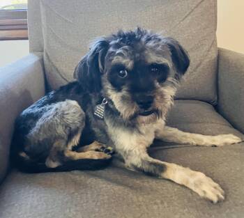 Schnauzer Dogs Available for Adoption - Garland | PetCurious