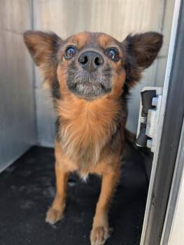 Chihuahua Dogs Available for Adoption in San Antonio, Texas - FARLEY | PetCurious