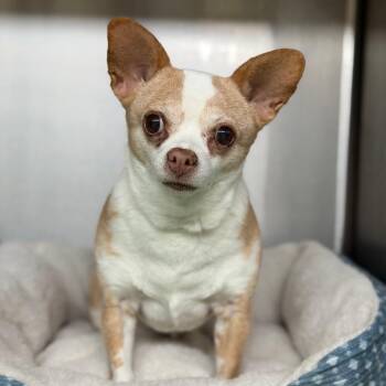 Mitzi -  Chihuahua Dog for Adoption in Denison, Texas - Mitzi | PetCurious