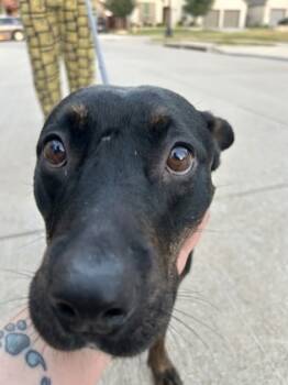 Rescue Mixed Breed Dogs for Adoption in Fort Worth, Texas - 59576847 | PetCurious