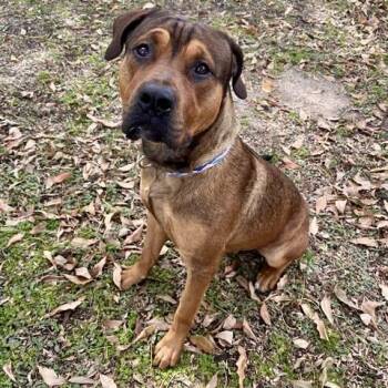 Mastiff Dogs Available for Adoption - RUDAS | PetCurious