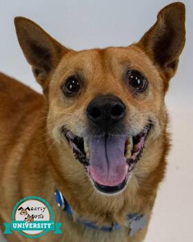 Conan -  Terrier and Spitz Dog for Adoption in Kennesaw, Georgia - Conan | PetCurious