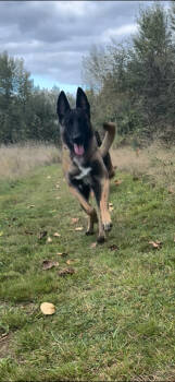 Rescue Belgian Shepherd Malinois and Mixed Breed Dogs for Adoption in Seattle, Washington - Larissa | PetCurious