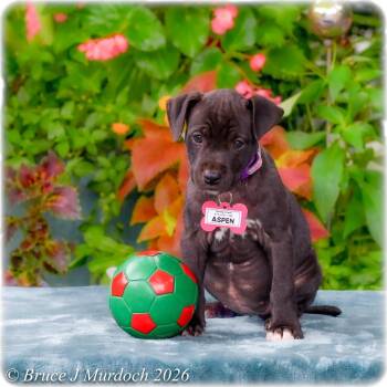 Aspen -  Labrador Retriever Dog for Adoption in Wake Forest, North Carolina - Aspen | PetCurious