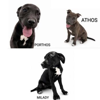 725 (2026) Athos -  Labrador Retriever and Pit Bull Terrier Dog for Adoption in Parker, Colorado - 725 (2026) Athos | PetCurious