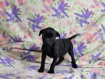 Rescue Pit Bull Terrier Dogs for Adoption in East Sparta, Ohio - Tinkerbell | PetCurious