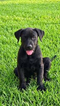 SUSY -  Black Labrador Retriever Dog for Adoption in Harlingen, Texas - SUSY | PetCurious