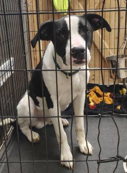 Porky -  Jack Russell Terrier and Mixed Breed Dog for Adoption in Saint Clairsville, Ohio - Porky | PetCurious