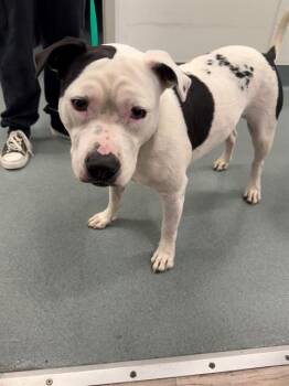 GOOEY -  Pit Bull Terrier and Mixed Breed Dog for Adoption in Baytown, Texas - GOOEY | PetCurious