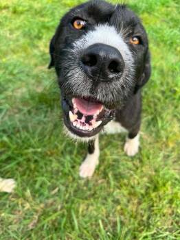 Ribsy -  Border Terrier Dog for Adoption in Aspen, Colorado - Ribsy | PetCurious