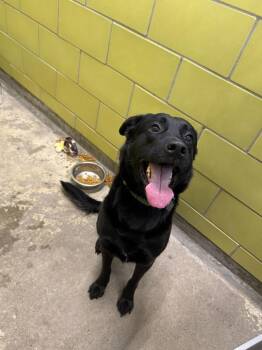 Mixed Breed Dogs Available for Adoption in Minot, North Dakota - Meeko | PetCurious