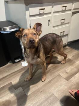 Rescue German Shepherd Dog Dogs for Adoption in Weatherford, Texas - Murphy (Courtesy Listing) | PetCurious