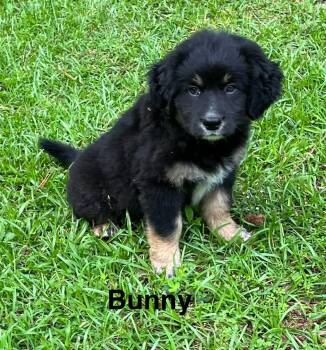 Bunny -  German Shepherd Dog Dog for Adoption in Stockbridge, Georgia - Bunny | PetCurious