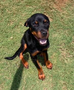 Ellie -  Rottweiler Dog for Adoption in Deering, New Hampshire - Ellie | PetCurious