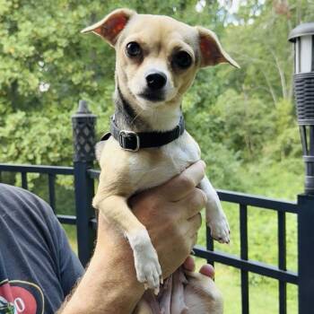 Rescue Chihuahua Dogs for Adoption in Niagara Falls, Ontario - Mama Luna (20250801-02) ***Part Of A Bonded Pair*** | PetCurious