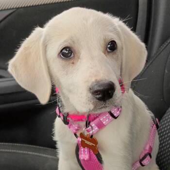 Labrador Retriever and Great Pyrenees Dogs Available for Adoption in Normal, Illinois - Lilith | PetCurious