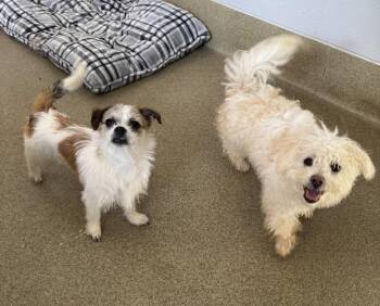 Linguine -  Mixed Breed Dog for Adoption in Blair, Nebraska - Linguine | PetCurious