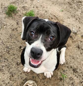 Tisha -  Beagle and Boston Terrier Dog for Adoption in Liberty Center, Ohio - Tisha | PetCurious