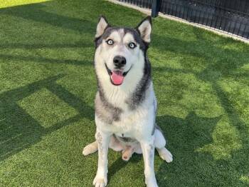 Rescue Siberian Husky Dogs for Adoption in Tustin, California - DALLAS | PetCurious