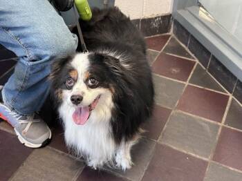 Twilio -  Mixed Breed Dog for Adoption in New York, New York - Twilio | PetCurious
