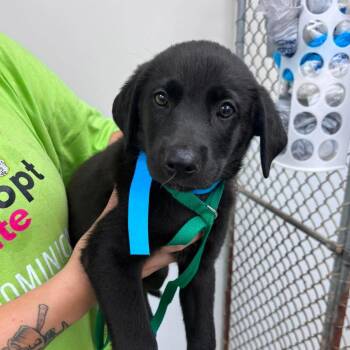 Janice -  Mixed Breed Dog for Adoption in Fredericksburg, Virginia - Janice | PetCurious