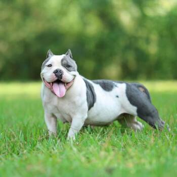 Blankita -  American Bully Dog for Adoption in Lucedale, Mississippi - Blankita | PetCurious