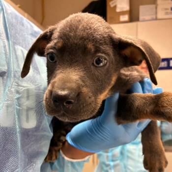 Rescue Shepherd Dogs for Adoption in San Antonio, Texas - Charlie | PetCurious