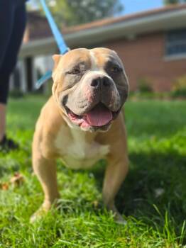 Meatball -  Pit Bull Terrier Dog for Adoption in Germantown, Ohio - Meatball | PetCurious