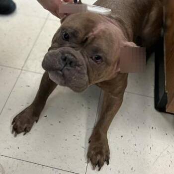 Mixed Breed Dogs Available for Adoption in Davenport, Iowa - Kodiak | PetCurious