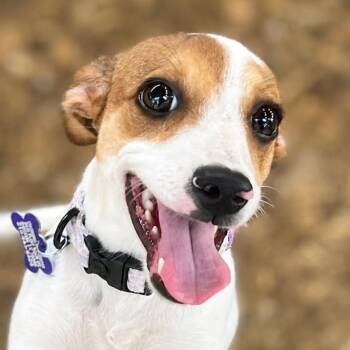 Gigi -  Jack Russell Terrier and Mixed Breed Dog for Adoption in Boerne, Texas - Gigi | PetCurious