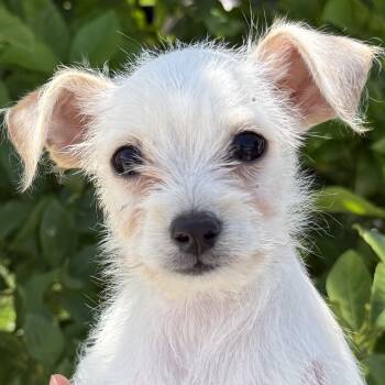 Chihuahua and Terrier Dogs Available for Adoption in Ridgefield, Washington - Mr. Lovable Marshmallow | PetCurious
