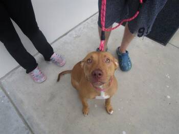 A386766 -  Pit Bull Terrier Dog for Adoption in Ocala, Florida - A386766 | PetCurious