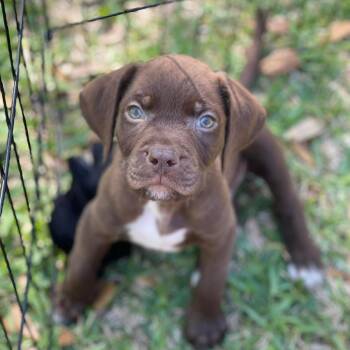 Terrier Dogs Available for Adoption - Colten | PetCurious